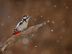 Great spotted woodpecker in Bialowieza Forest, Poland