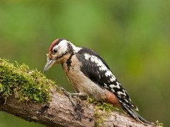 Great spotted woodpecker in Poland