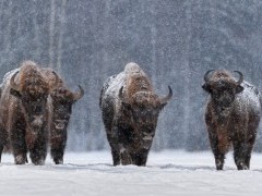 European bison in Bialowieza Forest, Poland