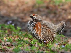 Hazel grouse
