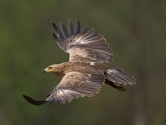Lesser spotted eagle