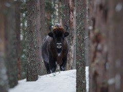 European bison in Poland