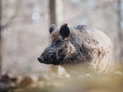 Wild boar in Poland
