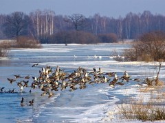 Mallards in Poland.