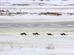 Otter family in Poland.