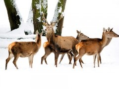 Red deer in Poland