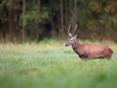 Red deer in Poland