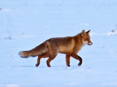 Red fox in Poland.