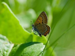 Violet copper in Poland.
