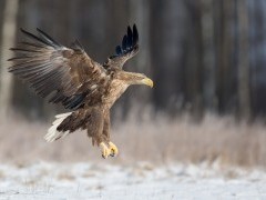 White-tailed eagle in Poland