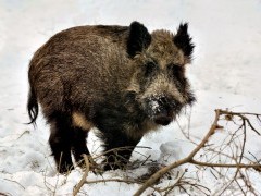 Wild boar in Bialowieza Forest, Poland.