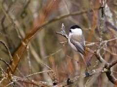 Willow tit in Poland.