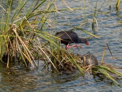 Purple swamphen and terrapin in Portugal.