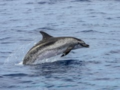 Atlantic spotted dolphin in the Azores