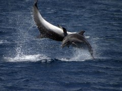 Common bottlenose dolphin in the Azores.