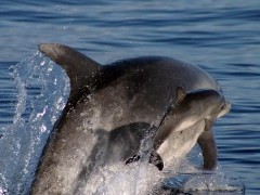 Common bottlenose dolphin in the Azores