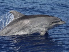 Common bottlenose dolphin in the Azores