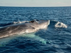 Fin whale in the Azores