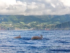 Pilot whale in the Azores