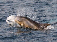Risso's dolphin in the Azores