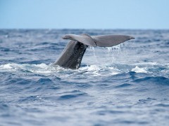 Fin whale in the Azores