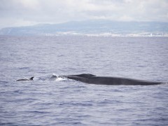 Sei whale in the Azores