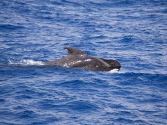 Short-finned pilot whale in the Azores
