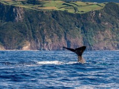Sperm whale tail in the Azores