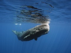 Sperm whale in the Azores