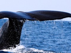 Sperm whale tail in the Azores