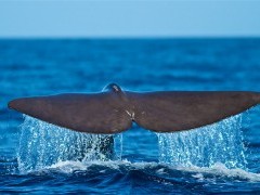 Sperm whale tail in the Azores