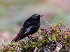 Black redstart in Portugal.