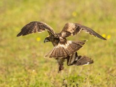 Booted eagle in Portugal.