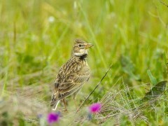 Calandra lark in Portugal.