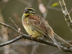 Cirl bunting in Portugal.