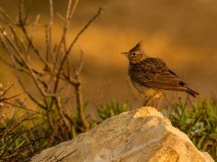 Crested lark in Portugal.