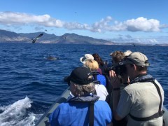 Dolphin watching in Madeira, Portugal