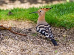 European hoopoe in Portugal.