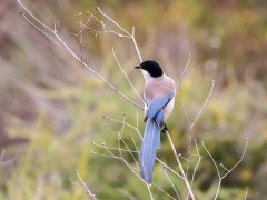 Iberian magpie in Portugal.