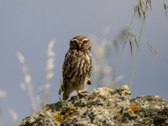 Little owl in Portugal.
