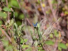 Lorquin's blue in Portugal.