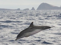 Atlantic spotted dolphin in Madeira, Portugal