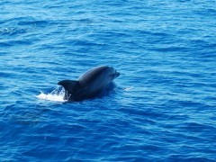 Bottlenose dolphin in Madeira, Portugal