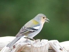 Chaffinch in Madeira, Portugal