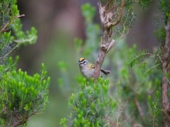 Firecrest in Madeira, Portugal