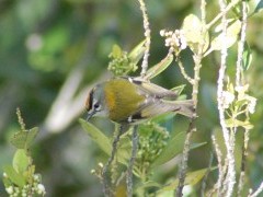 Madeira firecrest in Madeira, Portugal