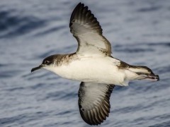 Manx shearwater in Madeira, Portugal