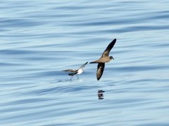 Petrel in Madeira, Portugal