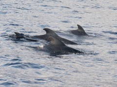 Pilot whale in Madeira