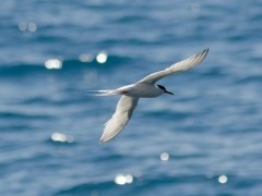 Roseate tern in Madeira, Portugal